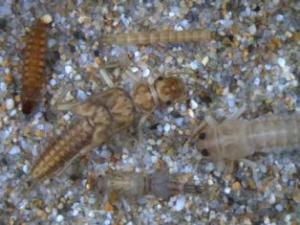 Macroinvertebrados Macroinvertebrados